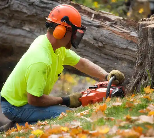 tree services East Glacier Park Village